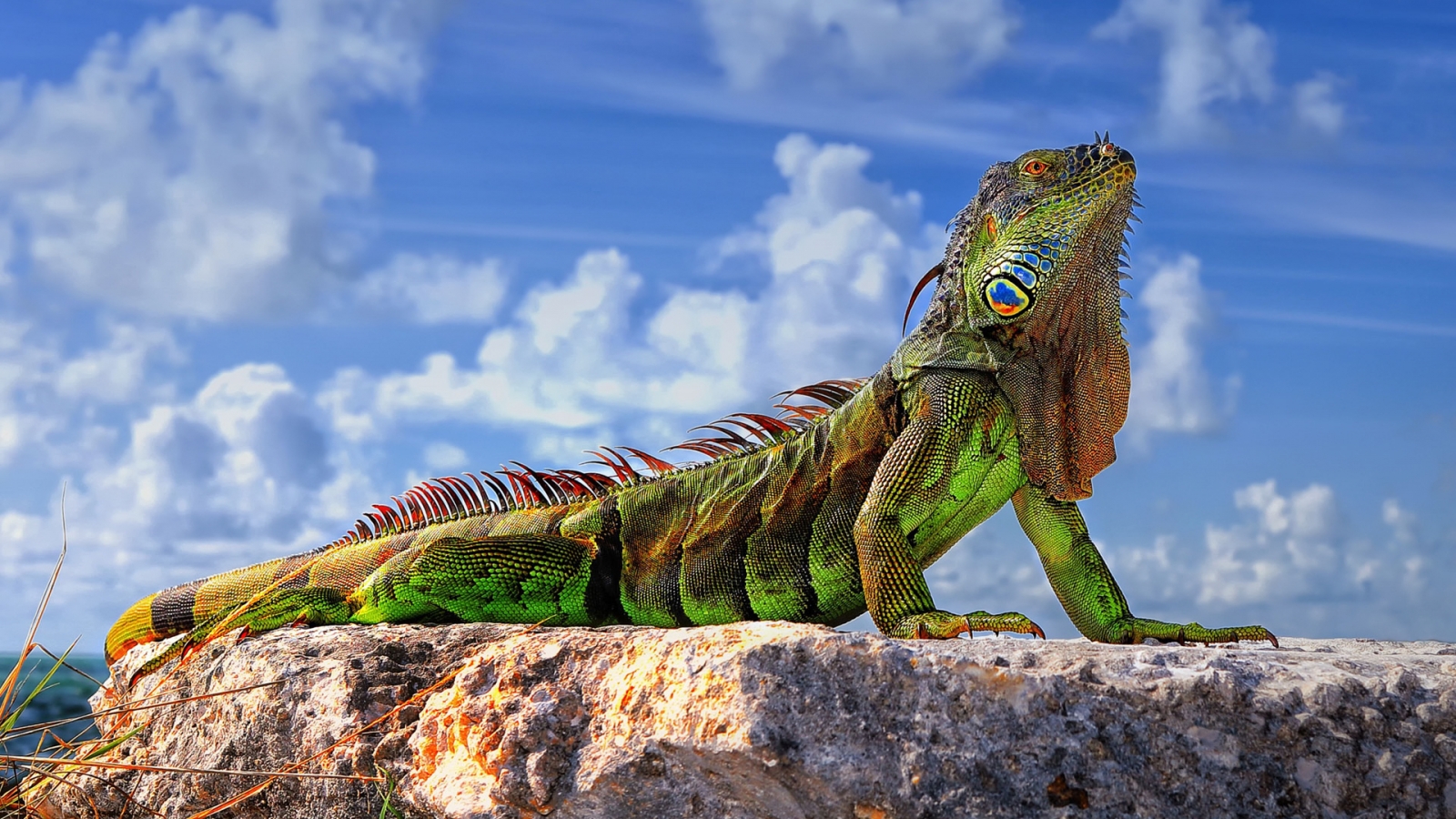 Green Iguana  for 1600 x 900 HDTV resolution