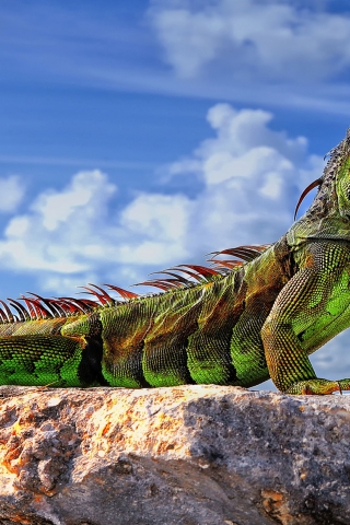 Green Iguana  for 320 x 480 iPhone resolution