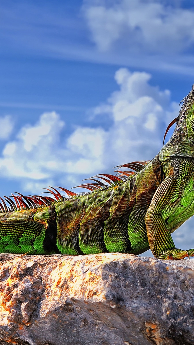 Green Iguana  for 640 x 1136 iPhone 5 resolution