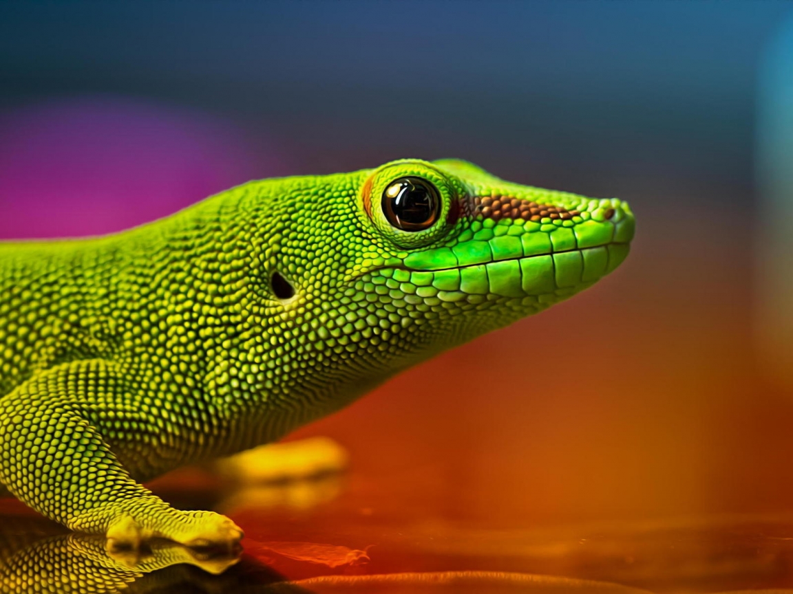 Green Lizard for 1152 x 864 resolution