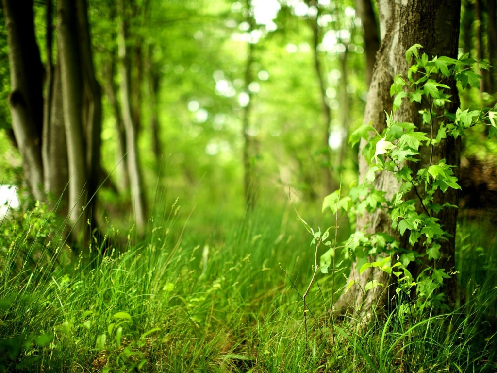 Green Nature Corner for 1024 x 768 resolution