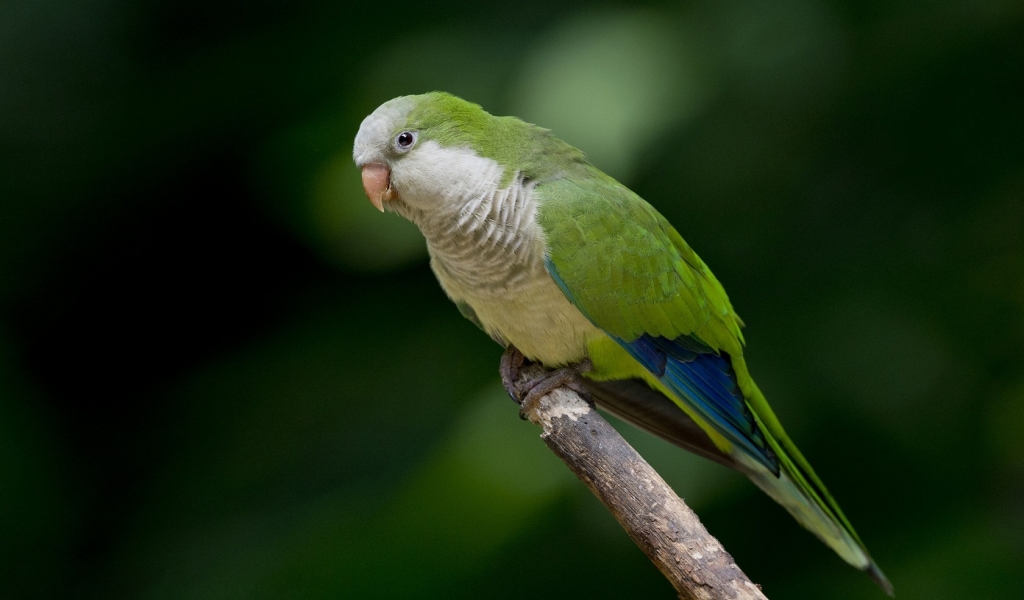 Green Parrot  for 1024 x 600 widescreen resolution