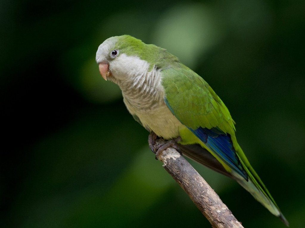 Green Parrot  for 1024 x 768 resolution