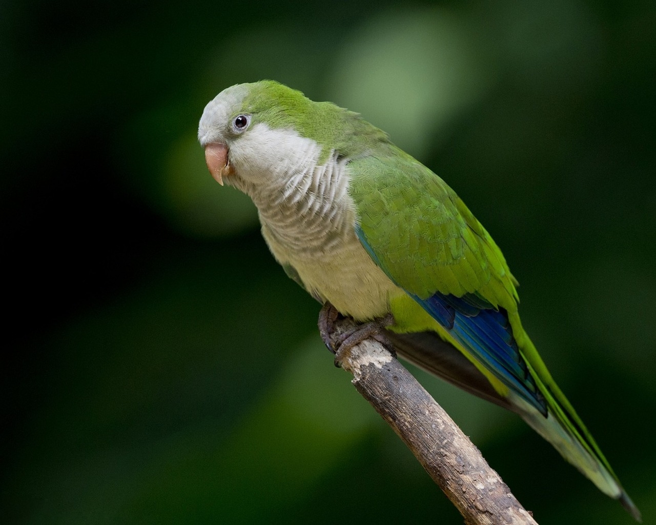 Green Parrot  for 1280 x 1024 resolution