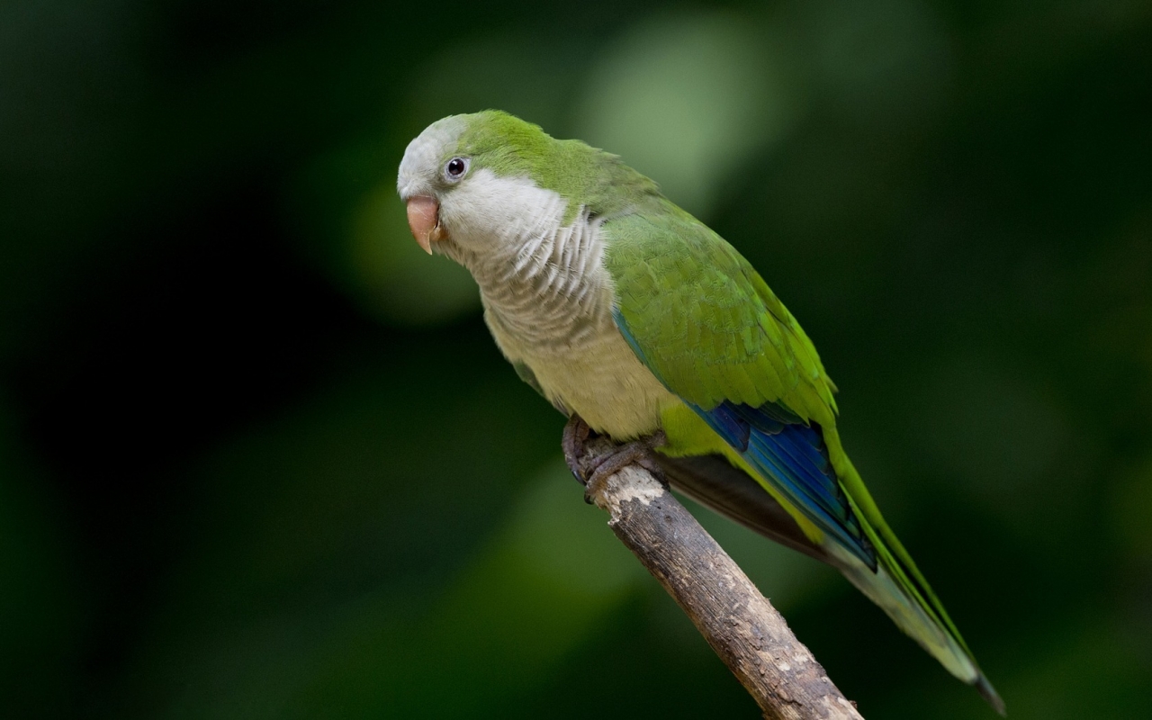 Green Parrot  for 1280 x 800 widescreen resolution