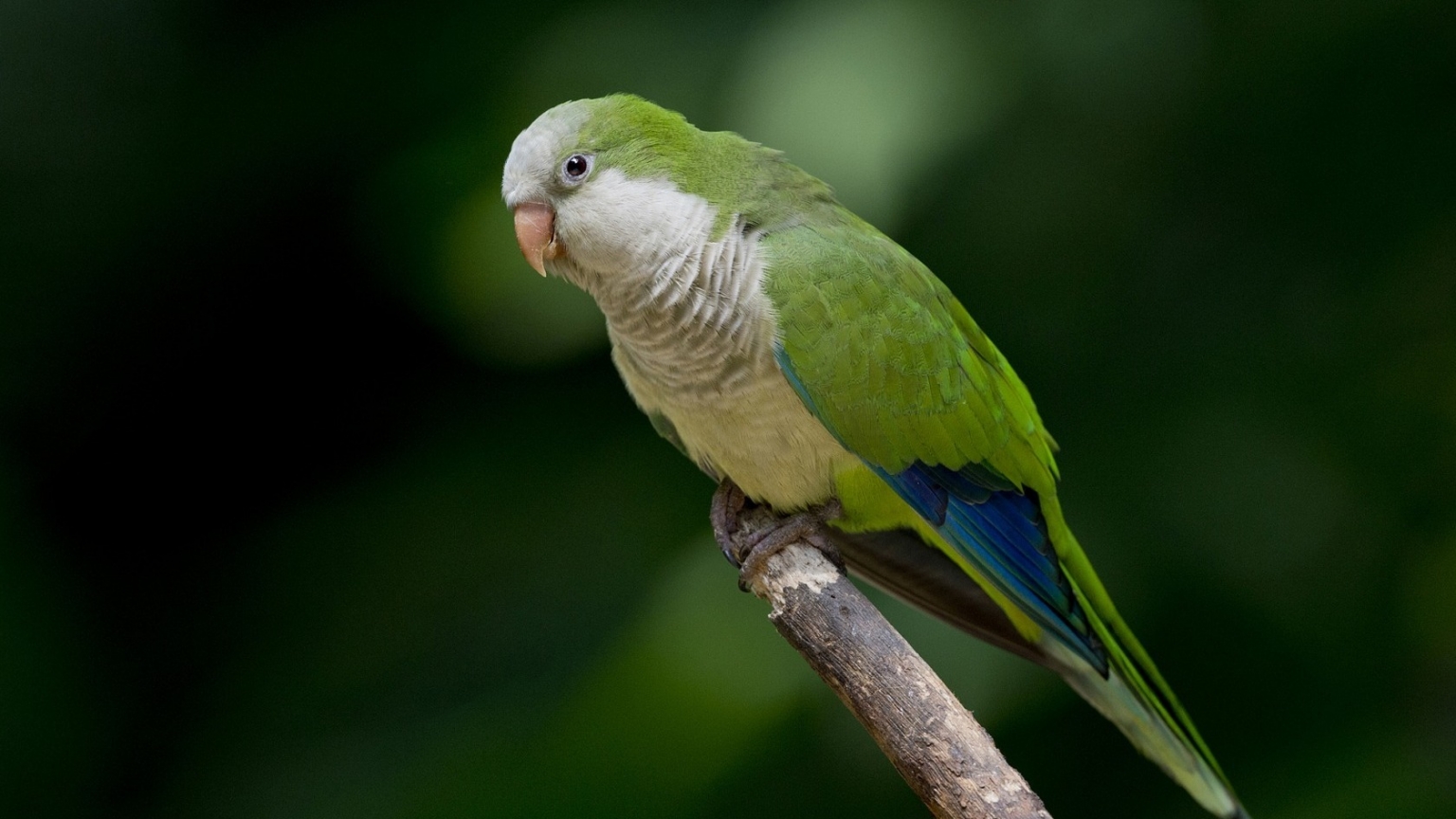 Green Parrot  for 1536 x 864 HDTV resolution