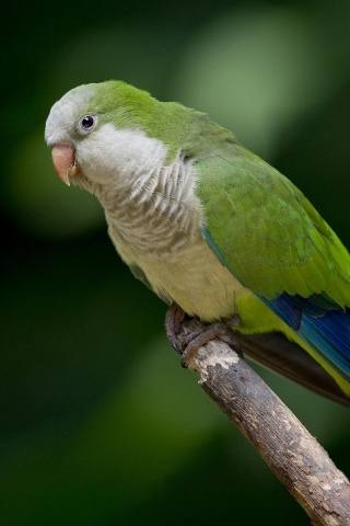 Green Parrot  for 320 x 480 iPhone resolution