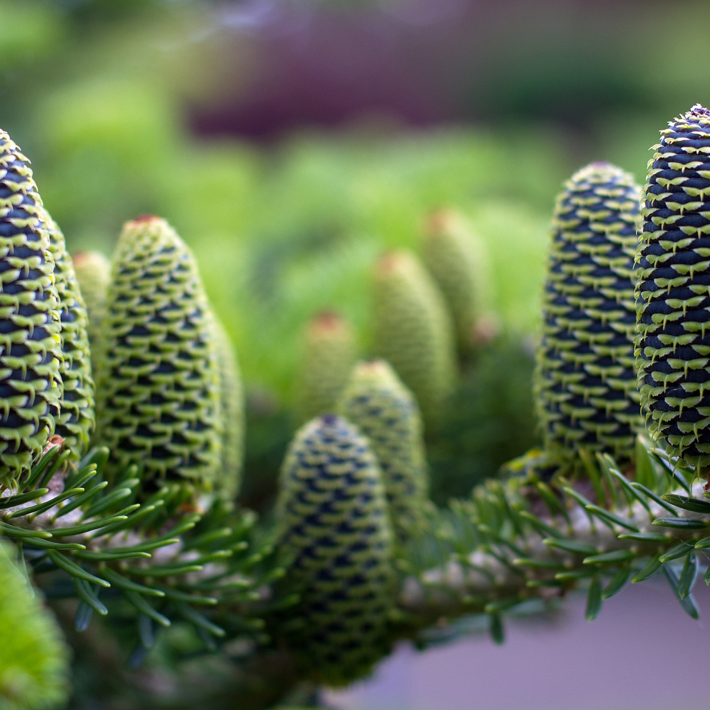 Green Pine Cones for 1024 x 1024 iPad resolution