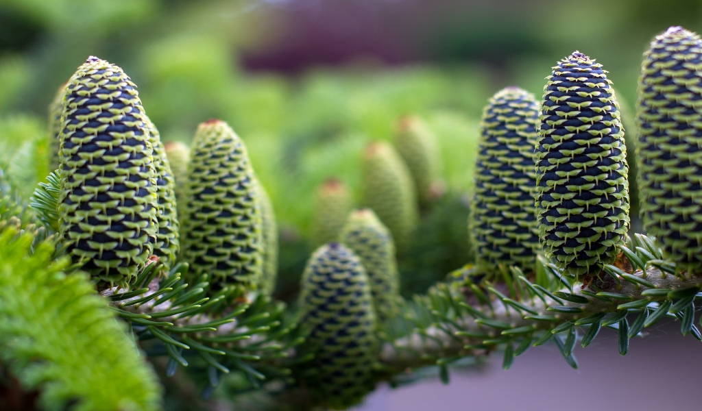 Green Pine Cones for 1024 x 600 widescreen resolution
