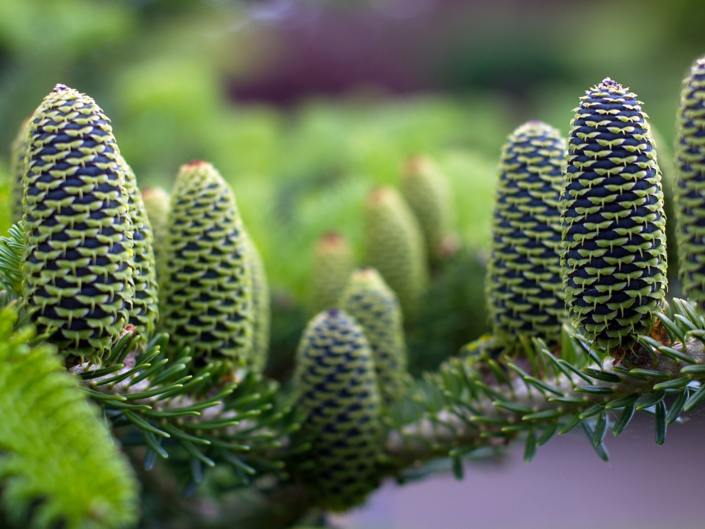 Green Pine Cones for 1024 x 768 resolution