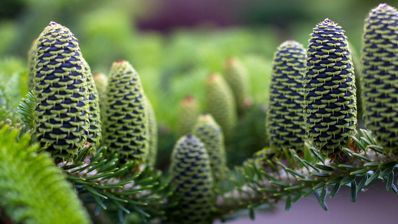 Green Pine Cones for 1366 x 768 HDTV resolution