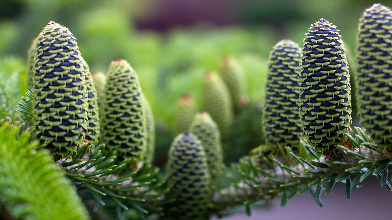 Green Pine Cones for 1536 x 864 HDTV resolution