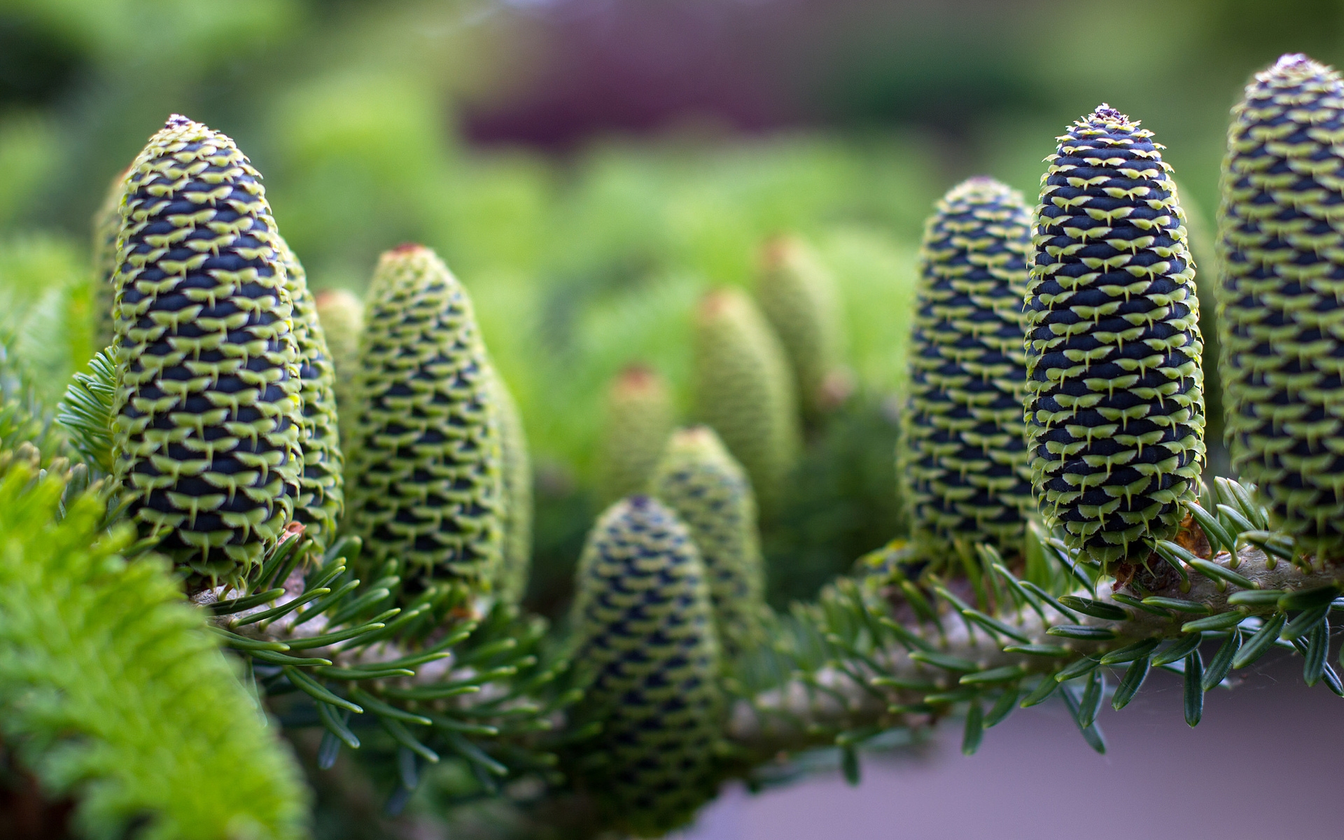 Green Pine Cones for 1920 x 1200 widescreen resolution