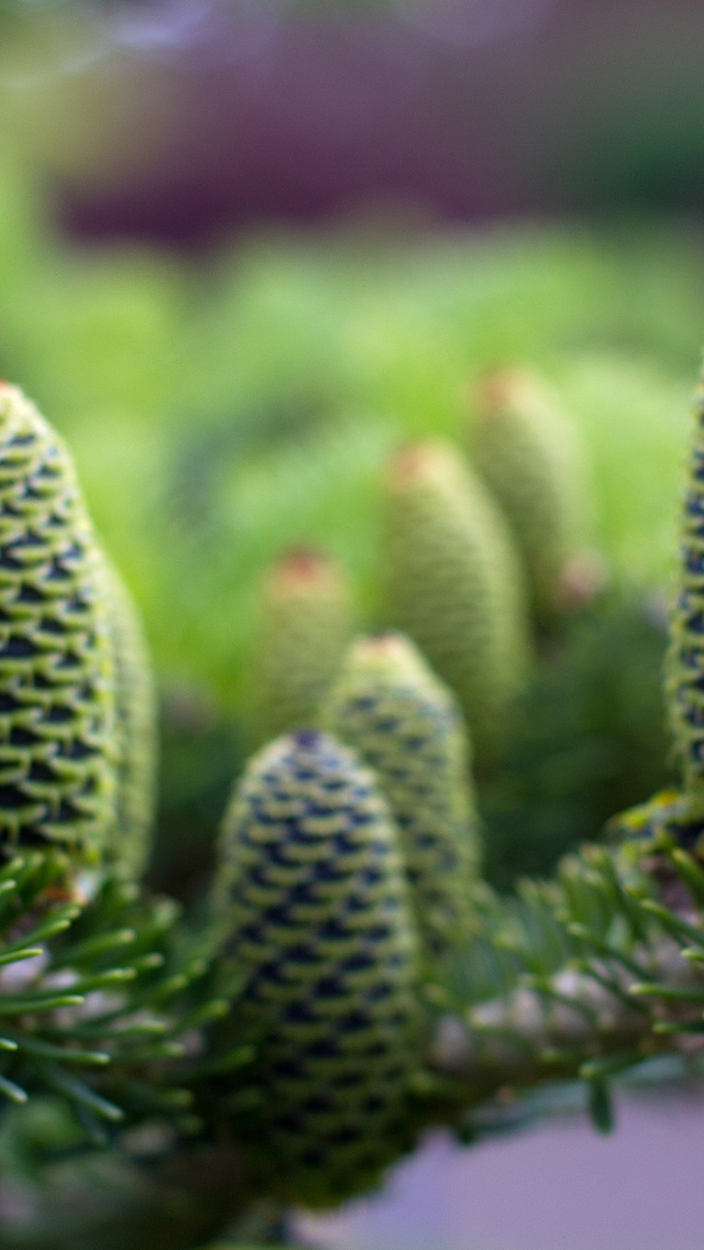 Green Pine Cones for 640 x 1136 iPhone 5 resolution