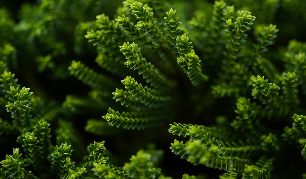 Green Plant for 1024 x 600 widescreen resolution