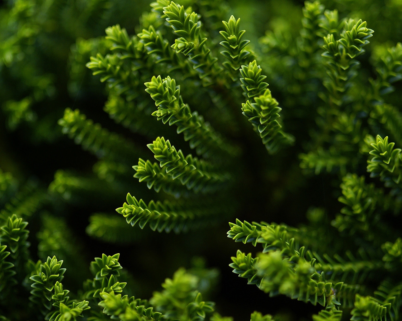 Green Plant for 1280 x 1024 resolution