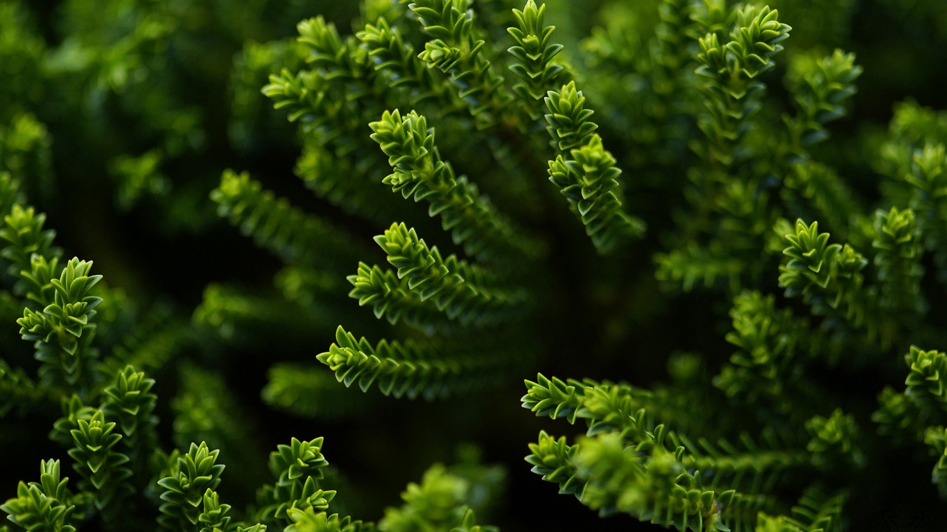 Green Plant for 1366 x 768 HDTV resolution