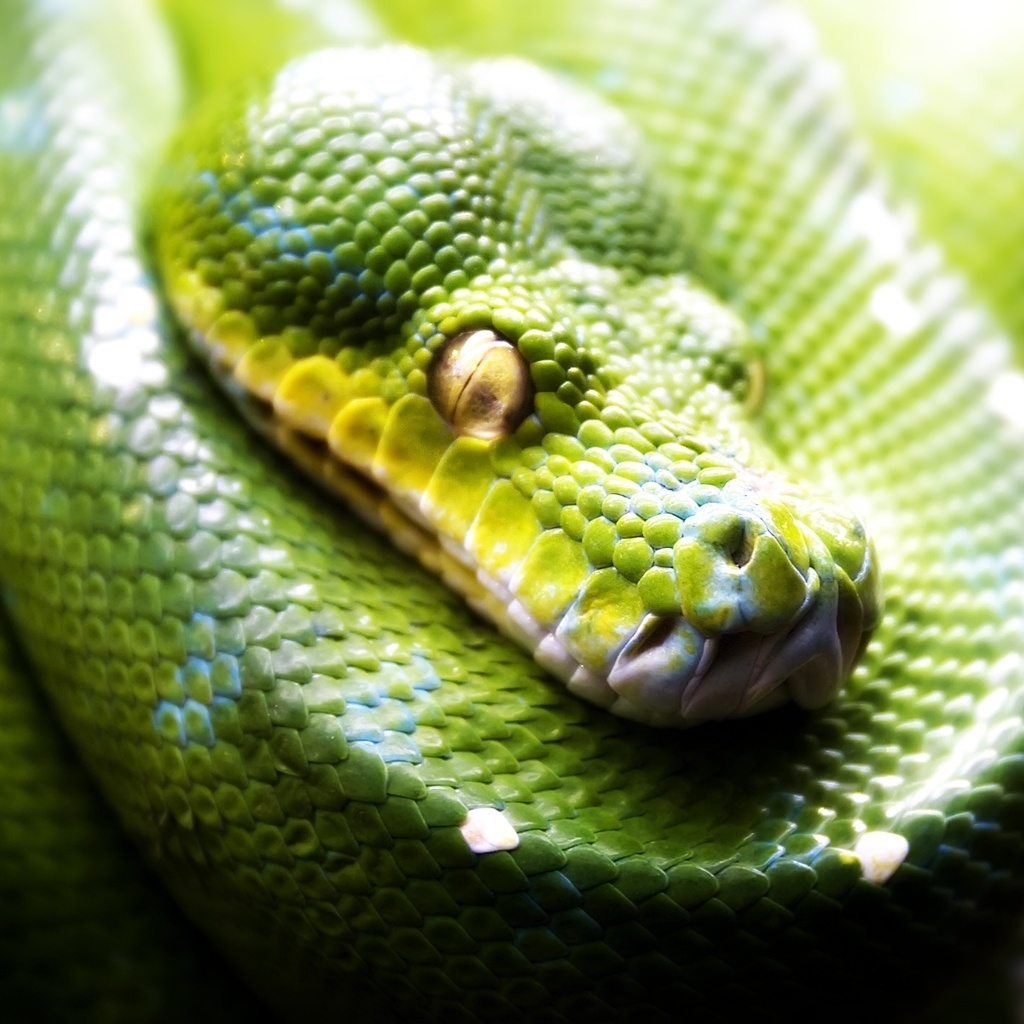 Green Snake for 1024 x 1024 iPad resolution