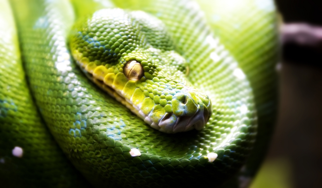 Green Snake for 1024 x 600 widescreen resolution