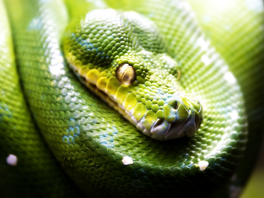 Green Snake for 1024 x 768 resolution