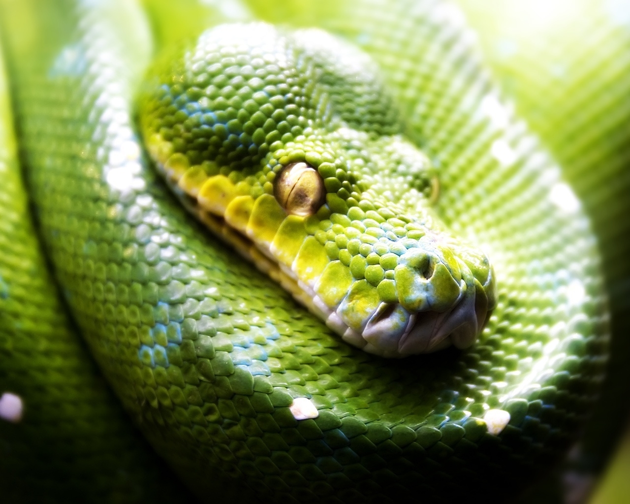 Green Snake for 1280 x 1024 resolution