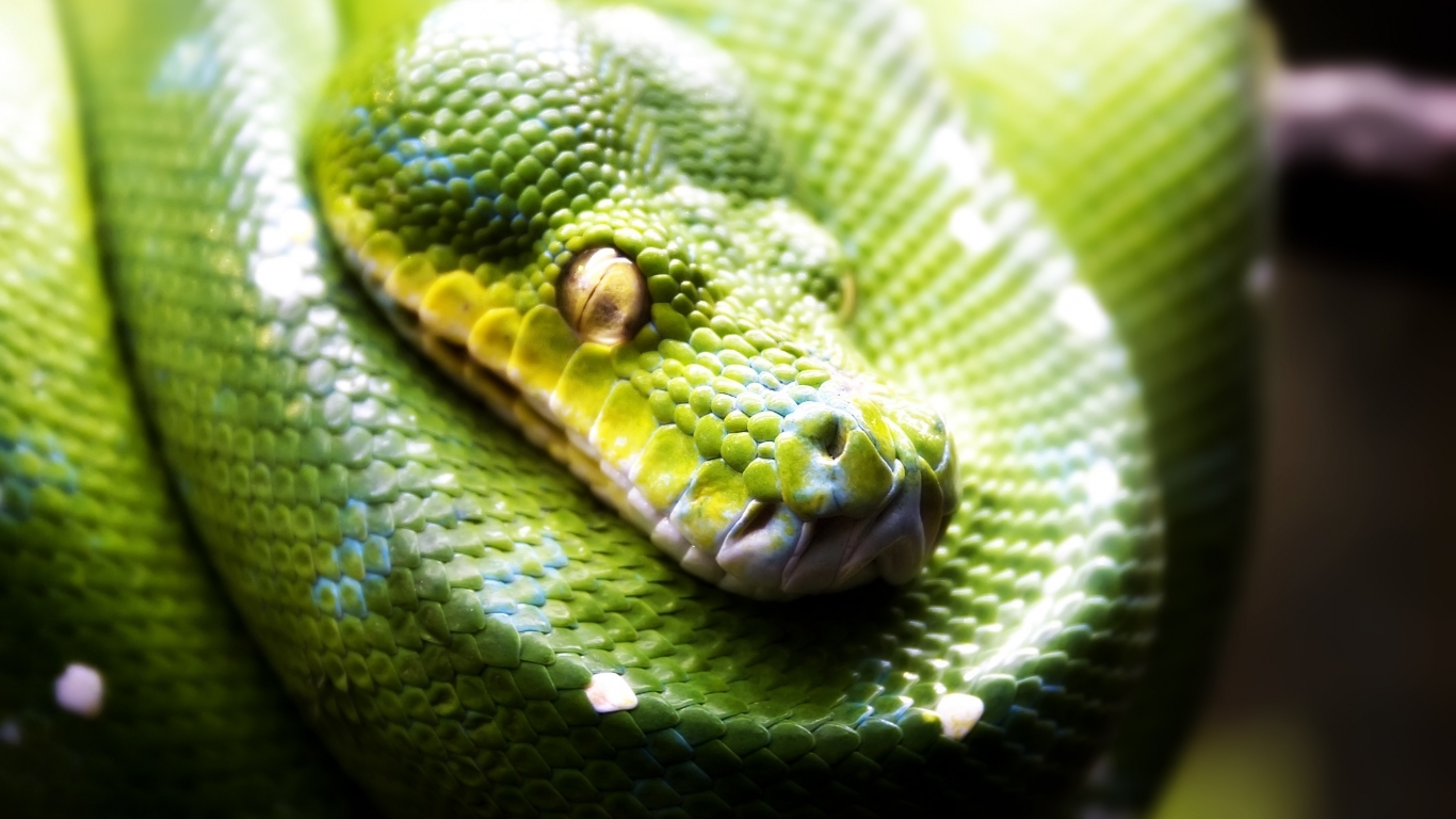 Green Snake for 1366 x 768 HDTV resolution