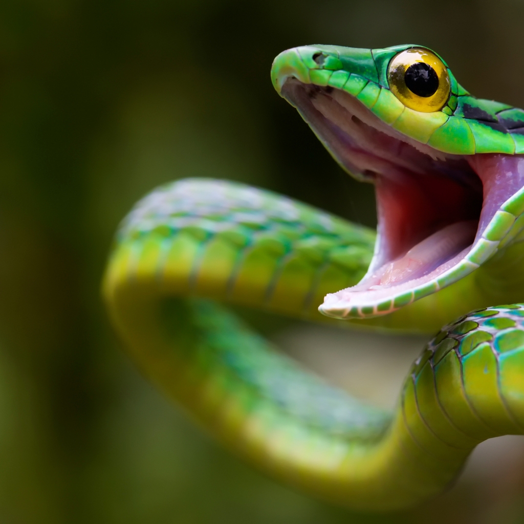 Green Snake Attack for 1024 x 1024 iPad resolution