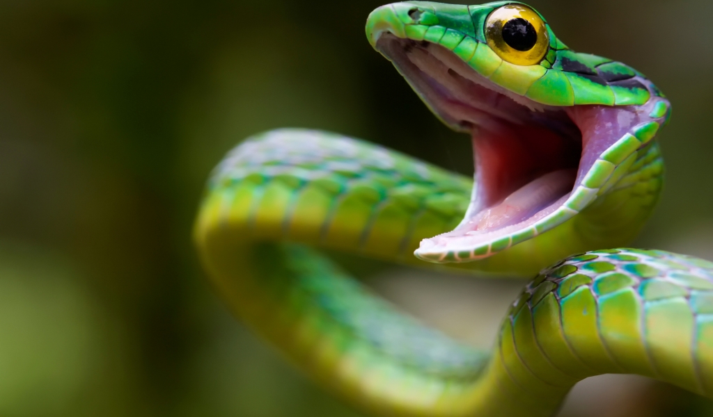 Green Snake Attack for 1024 x 600 widescreen resolution