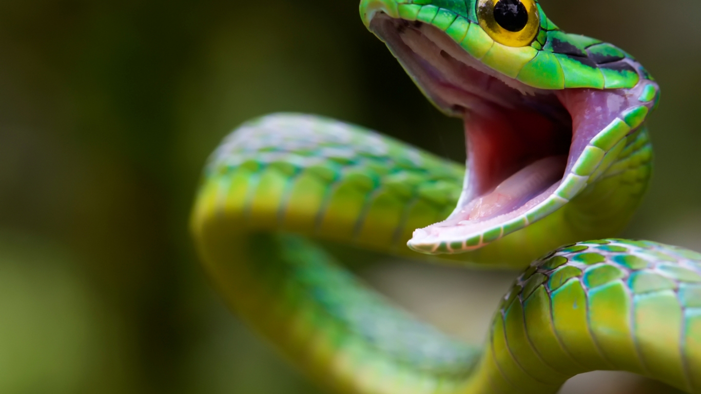 Green Snake Attack for 1366 x 768 HDTV resolution