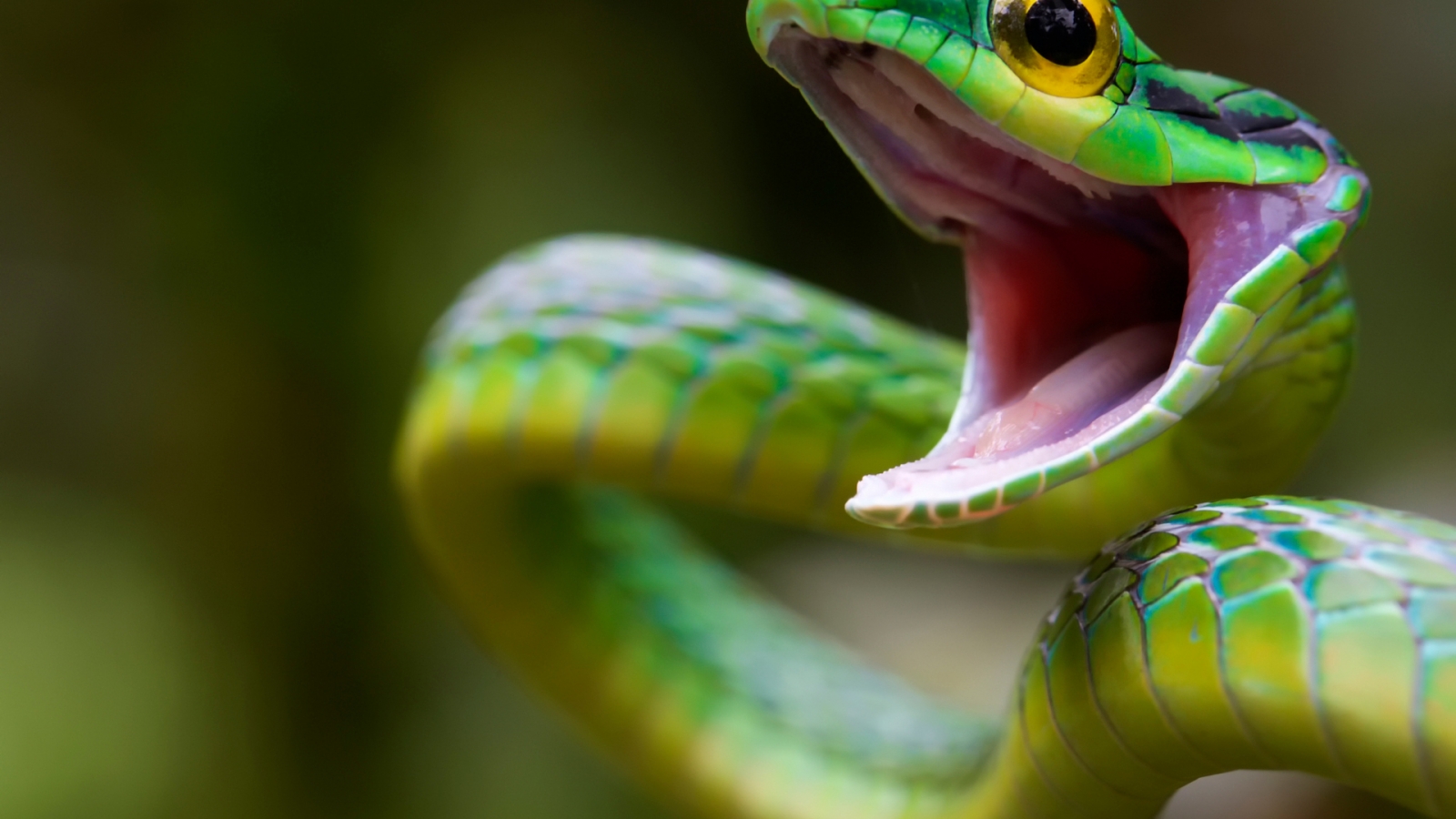Green Snake Attack for 1600 x 900 HDTV resolution