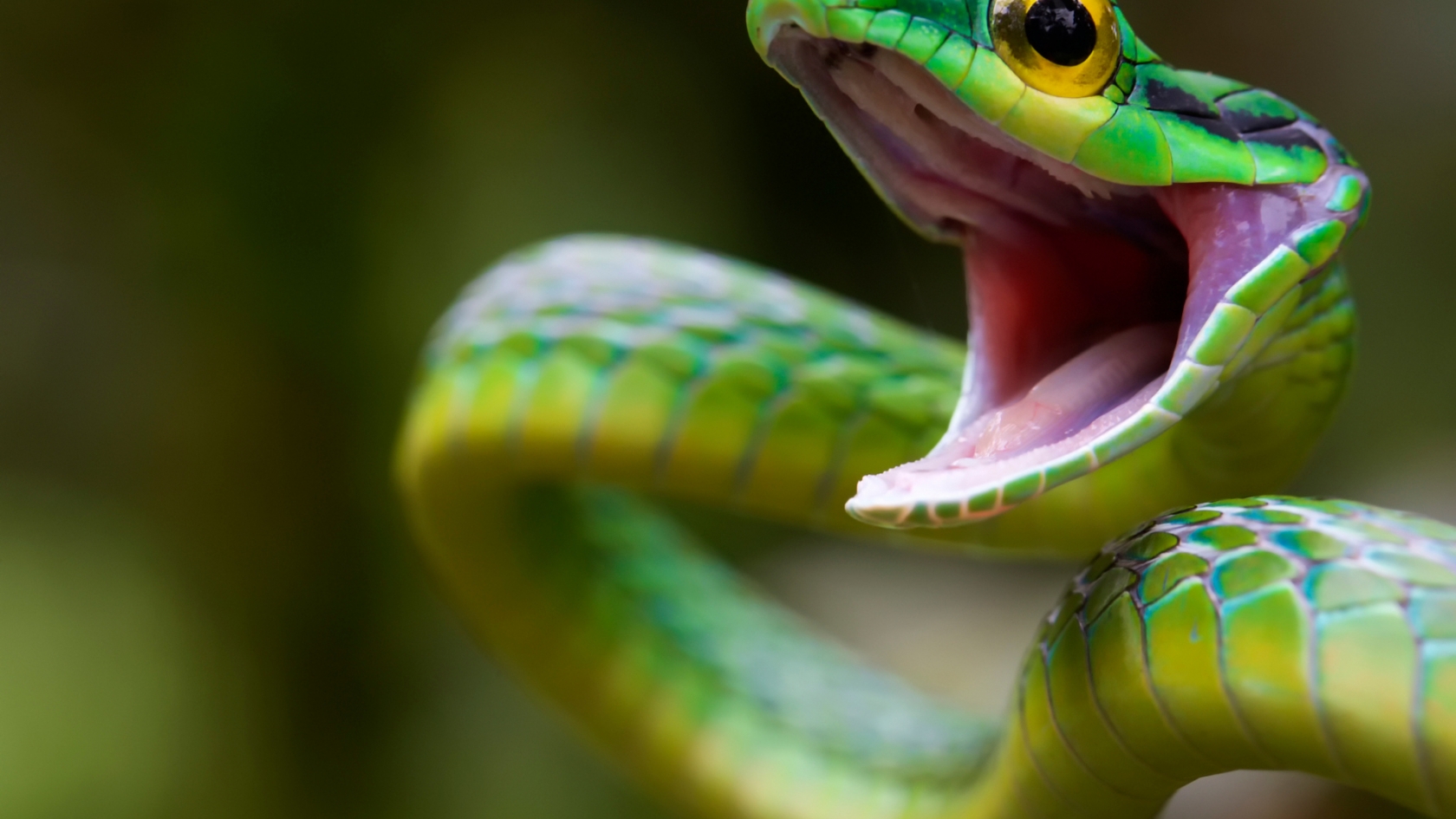 Green Snake Attack for 1680 x 945 HDTV resolution