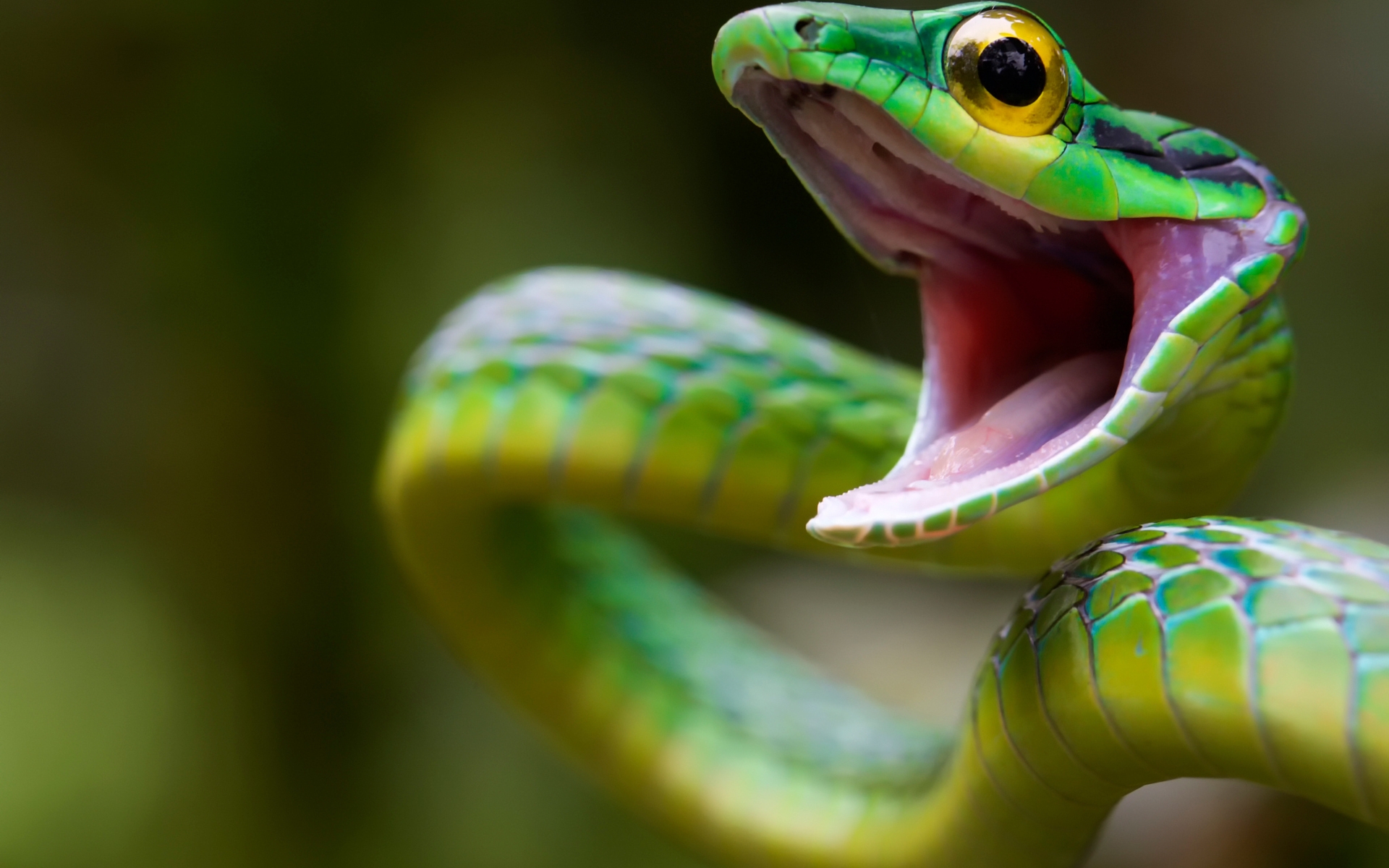 Green Snake Attack for 1920 x 1200 widescreen resolution