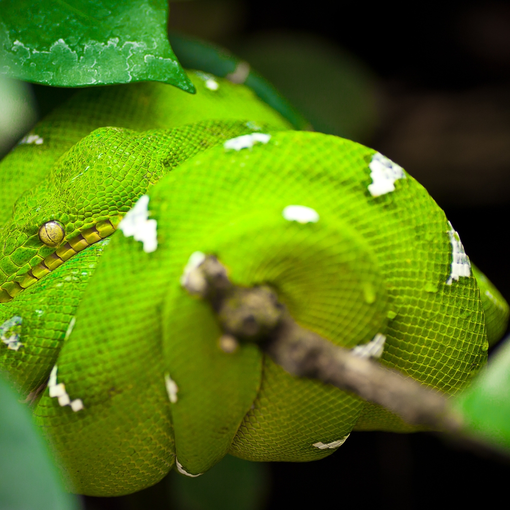 Green Tree Python Snake for 1024 x 1024 iPad resolution