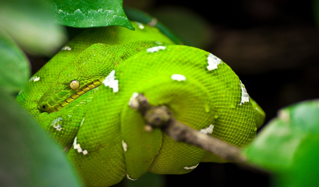 Green Tree Python Snake for 1024 x 600 widescreen resolution