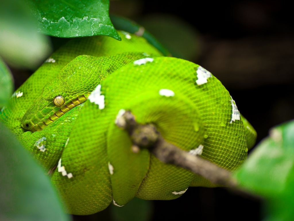 Green Tree Python Snake for 1024 x 768 resolution