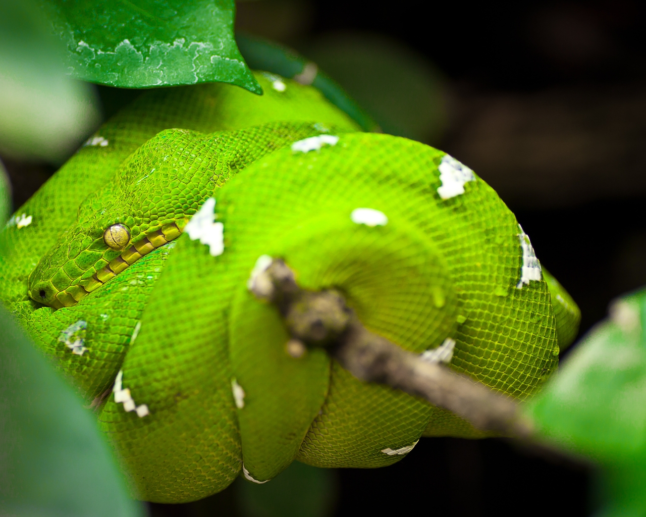 Green Tree Python Snake for 1280 x 1024 resolution