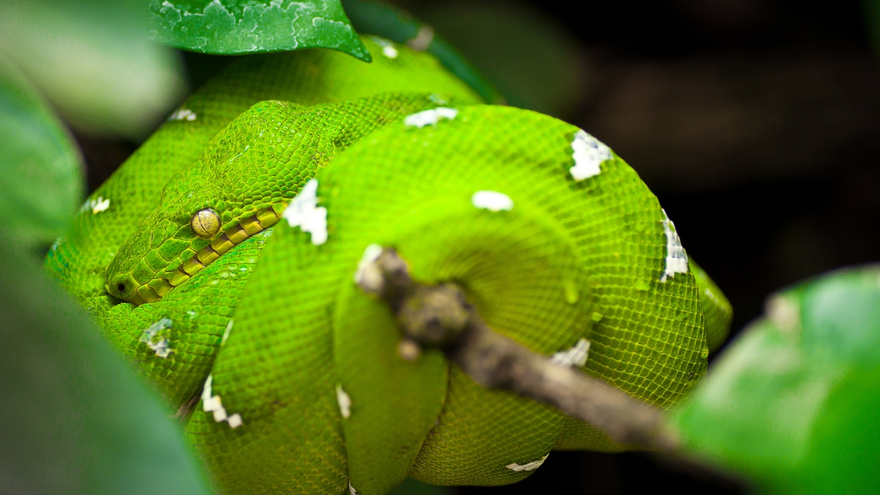 Green Tree Python Snake for 1280 x 720 HDTV 720p resolution
