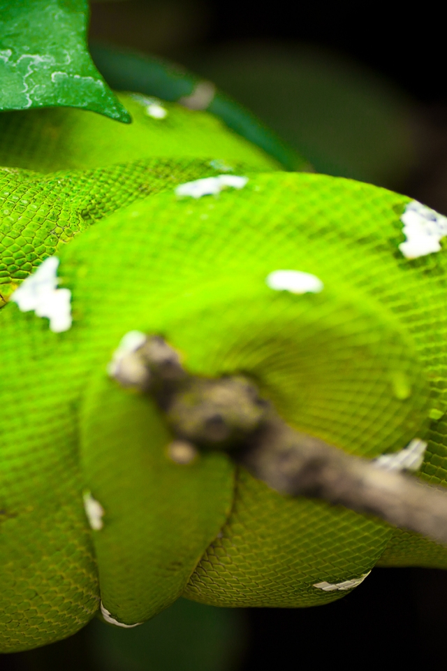Green Tree Python Snake for 640 x 960 iPhone 4 resolution