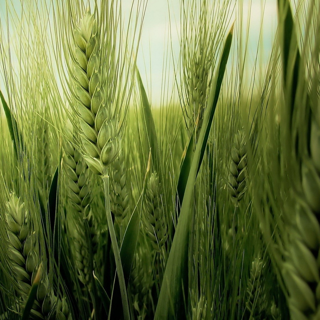 Green Wheat Field for 1024 x 1024 iPad resolution
