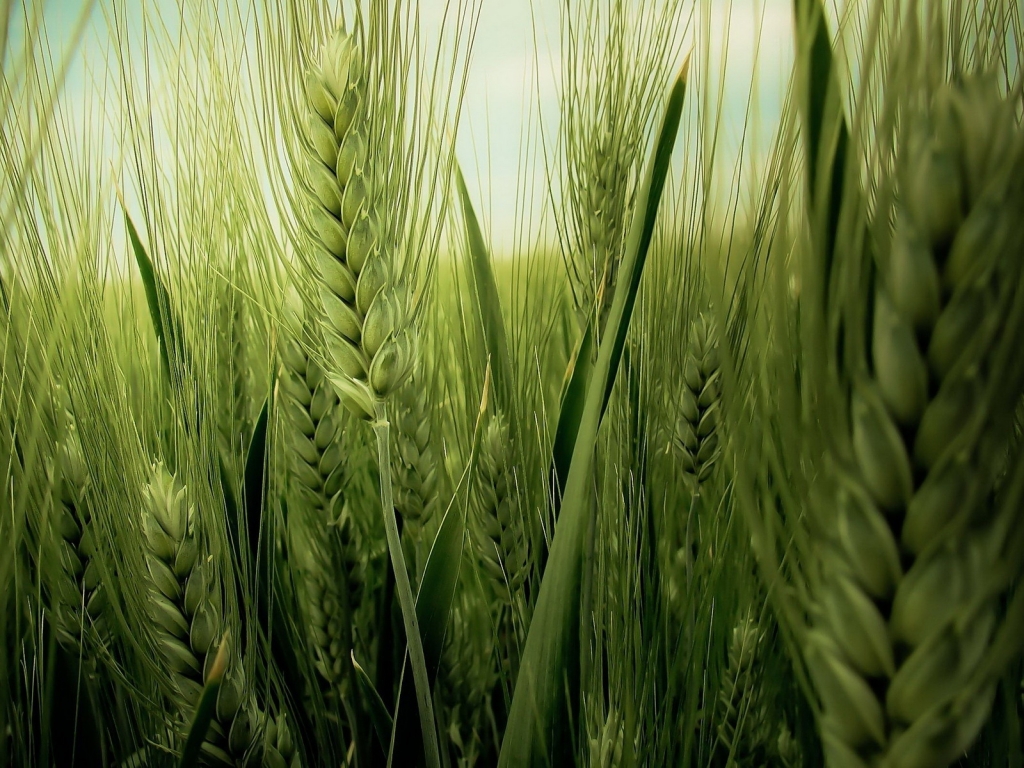 Green Wheat Field for 1024 x 768 resolution