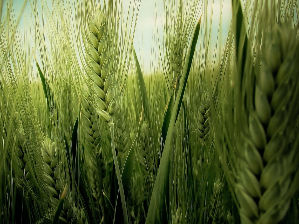 Green Wheat Field for 1152 x 864 resolution