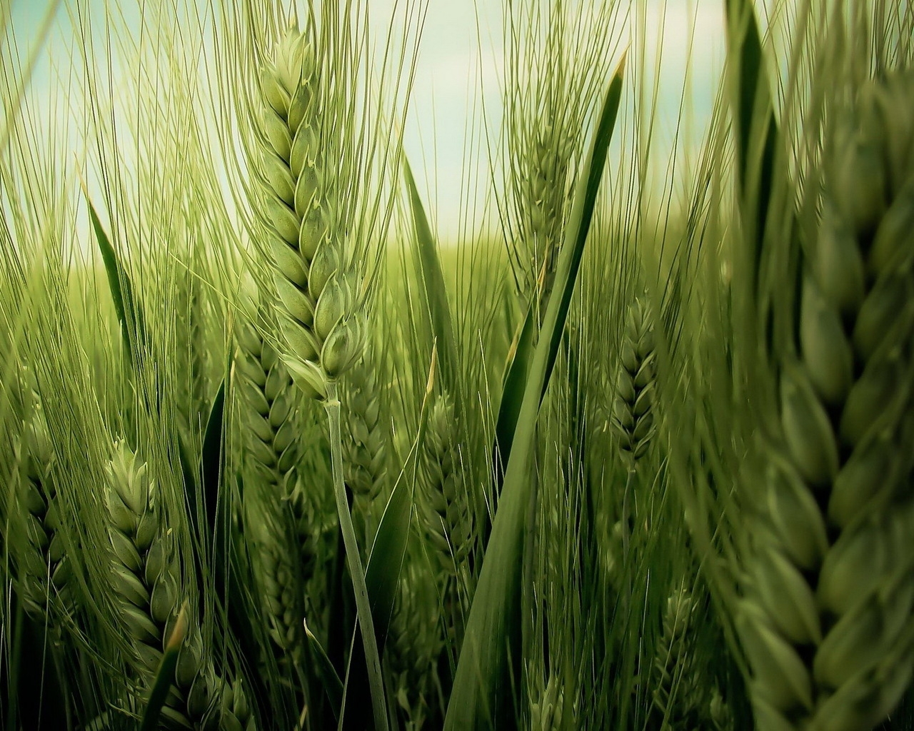 Green Wheat Field for 1280 x 1024 resolution