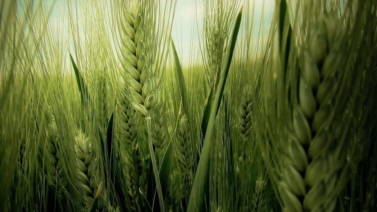 Green Wheat Field for 1280 x 720 HDTV 720p resolution