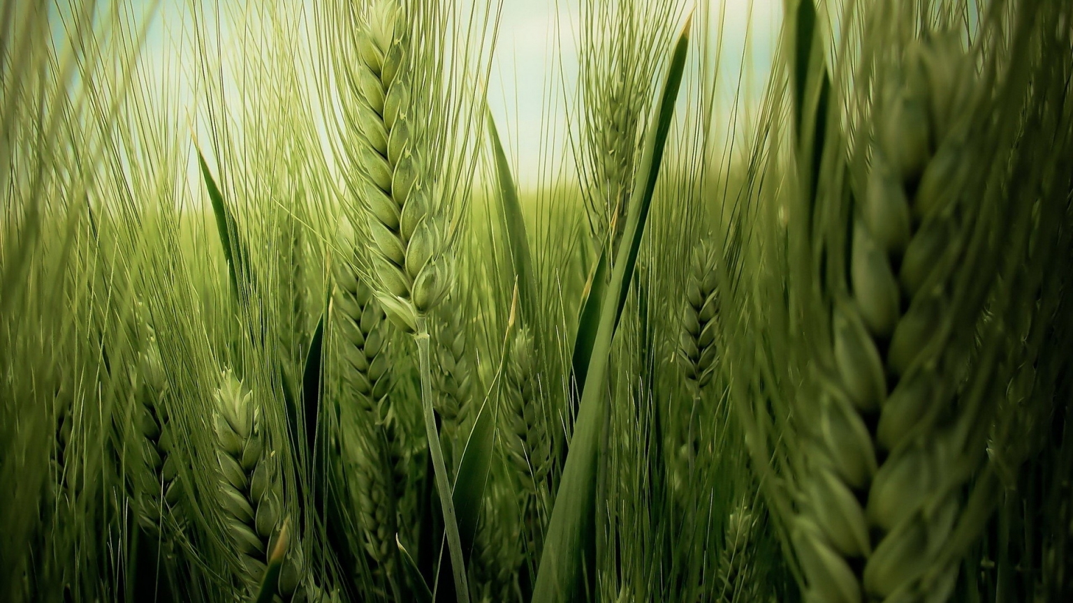 Green Wheat Field for 1536 x 864 HDTV resolution