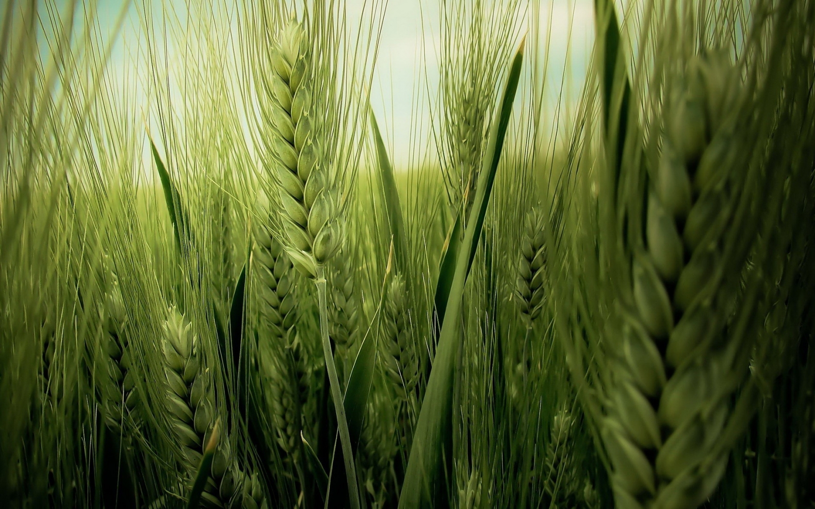 Green Wheat Field for 1680 x 1050 widescreen resolution