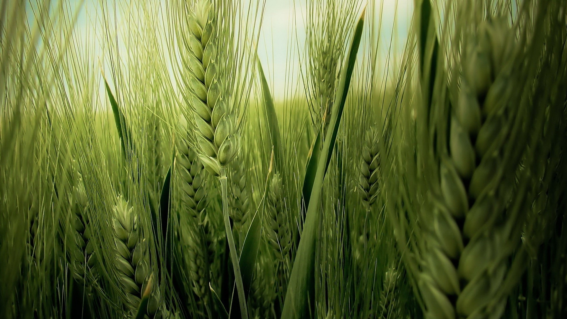 Green Wheat Field for 1920 x 1080 HDTV 1080p resolution