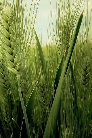 Green Wheat Field for 320 x 480 iPhone resolution