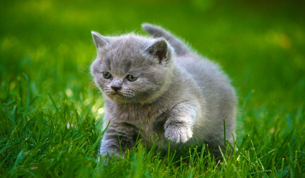 Grey Little Kitty for 1024 x 600 widescreen resolution