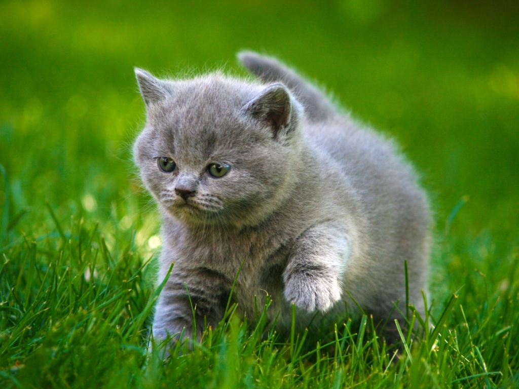 Grey Little Kitty for 1024 x 768 resolution