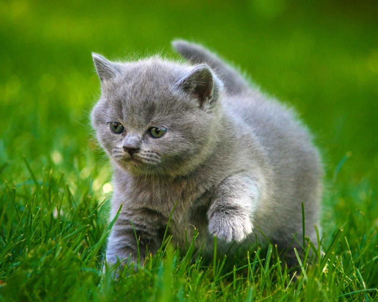 Grey Little Kitty for 1280 x 1024 resolution